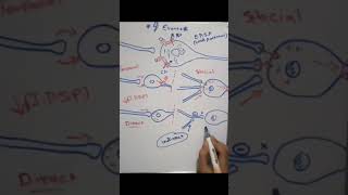 Indirect inhibition of the postsynaptic potential شرح لمادة الفيسيولوجي بالعربي [upl. by Aigil888]