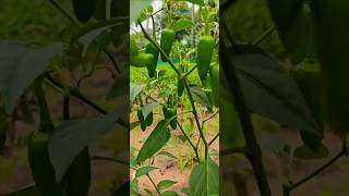 Chilli Dance 💃🕺💃 funny comedy shorts agriculture [upl. by Natal]