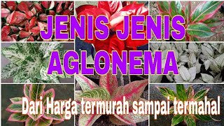 JENISJENIS AGLONEMA AGLAONEMA [upl. by Dasteel245]