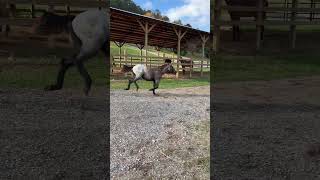 Rush and rush until life’s no fun cowbred horse ranch farm barrelracer lovemare aqha animal [upl. by Alvina]