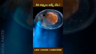 You Light Up My Worldfactsintelugu ostracods amazingfacts [upl. by Cornelie]