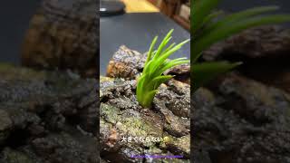 Tillandsia ionantha Evolution （イオナンタ エボリューション） Littie chang🥱 [upl. by Enneibaf378]