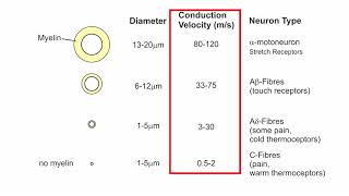 Tech Video 2 Explanation of the Biphasic Compound Action Potential [upl. by Vanni]