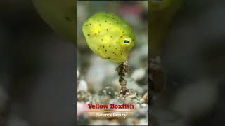 Natures Beauty  Yellow Boxfish [upl. by Ydnarb]