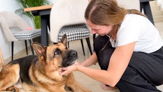 How a German Shepherd Reacts to love from its Human Mom Cutest Video Ever [upl. by Donough955]