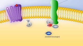 Watersoluble hormones [upl. by Odnalor]