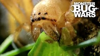 Badge Huntsman Spider Vs Spider Hunting Scorpion  MONSTER BUG WARS [upl. by Hgieleak]