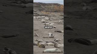 Olympic national Park  must see and do Check out the seals [upl. by Ettelohcin]