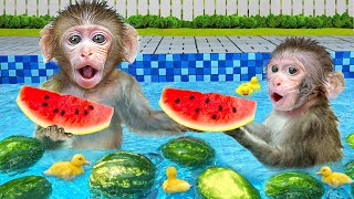 KiKi Monkey swimming at Watermelons pool and Waterslides with Ducklings  KUDO ANIMAL KIKI [upl. by Gillette]