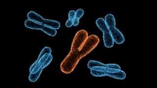 The evolution of the Y chromosome [upl. by Assilaj]