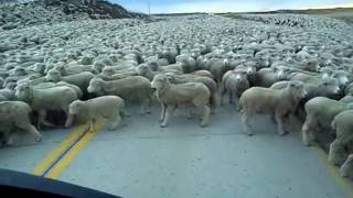 Increíble Piño de Ovejas en Carretera de Punta Arenas [upl. by Gaillard]