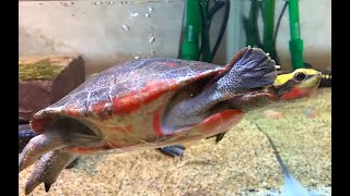 ニシキマゲクビガメ Redbellied shortnecked turtle  Jardine River turtle Emydura subglobosa [upl. by Aneladgam575]