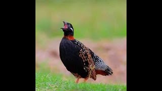 Kala titer ki awaz black francolin voice سندھی کالےتیترکی آواز birds viral uniquebirdsofficial [upl. by Naashar630]