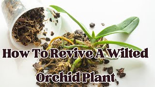 How To Revive a Wilted Orchid Plant  LIFE HACKS [upl. by Weeks]