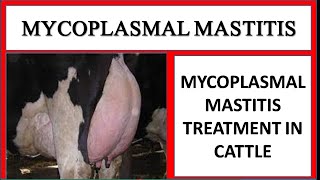 Mycoplasmal Mastitis caused by Mycoplasma Bovis in Cattle Treatment of Mycoplasmal Mastitis [upl. by Acirehs]