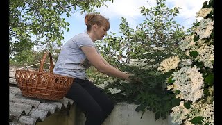 How to make kvass and lemonade from elderberry flowers [upl. by Kania]