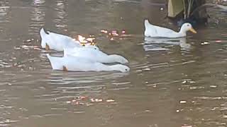 Duck playing ducksswimming duckpond viralvideo [upl. by Ellesig]