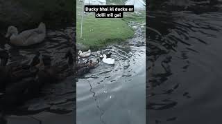 duckbhai Ducks or dolli dund li duckybhai mountains nature hunza pakistan [upl. by Anidem]