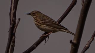 Herken de graspieper Anthus pratensis [upl. by Neelac877]