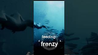 Feeding Frenzy The Sardine Run 🌊✨  South African [upl. by Dnomyad368]