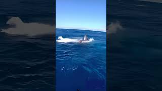 Epic Struggle at Sea Giant Whale Fish Finally Caught whale whalefacts ocean [upl. by Adriano]