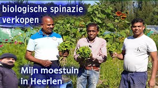 spinazie verkopen moestuin29072024my garden in heerlen [upl. by Schwartz773]