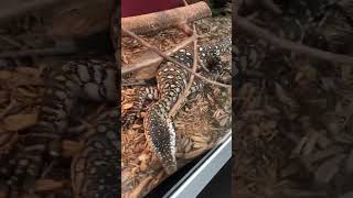 Perentie Monitor Lizard [upl. by Anaerda]