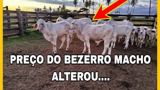 PREÇO DO BEZERRO SURPREENDE NESSE NESSA METADE DO ANO [upl. by Adnoral]