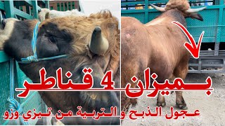 زوج وكارف الميزان 4 قناطر عجمي طلب فيه 75 مليون  من سوق تيزي وزو وكارف اللحم والتربية شاهد الاسعار [upl. by Aivle]