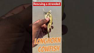 Saving a Longhorn Cowfish shorts fish trending [upl. by Baker120]