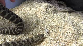 Adult Western Hognose Snakes [upl. by Etnohs]