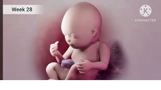 Third Trimester Pregnancy 3rd trimester pregnancy 3rd Trimester Animated video [upl. by Jade]