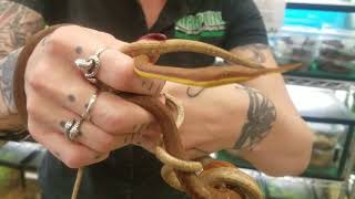 Niki shows off some amazing Madagascar Leaf Nosed Snakes at LLLReptiles Menifee Location [upl. by Berkeley]