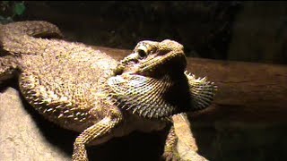 Bearded dragon puffing out her beard [upl. by Metzgar]