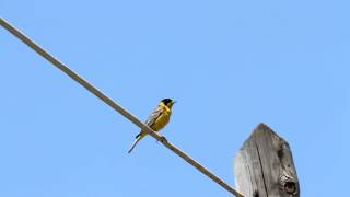 Αμπελουργός Emberiza melanocephala στον Ραμνούντα Αττικής [upl. by Veejar174]