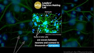 Overwhelmed at Work Heres How Astrocytes Can Help You Think Clearly [upl. by Vedis]