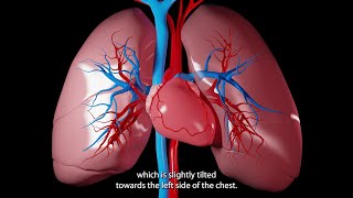 Left Lung Is Smaller Than Your Right Lung [upl. by Bozuwa]