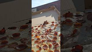 Papas Pizza Review Buffalo NY pizzashort pizzareview pizzashorts [upl. by Herc104]