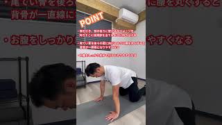 四つんばいプランクの正しいやり方！ shorts 筋トレ 初心者 運動 プランク 健康 [upl. by Wappes]