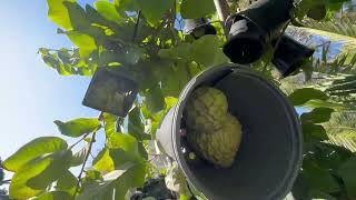 Picking cherimoya passionfruit chayote dragon fruits in Northern California Dec162023 [upl. by Ansilme]