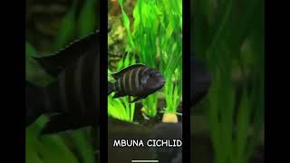 MBUNA cichlid community Fishtank fyfyp africancichlid mbuna aquariumhobby prettyfish fishtank [upl. by Notlih175]