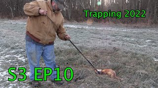 CATCH and RELEASE on a RED FOX  Trapping 2022  S3 EP10 [upl. by Alleoj]