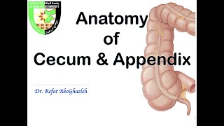 Anatomy of Cecum and Appendix [upl. by Haem]