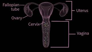 FDACleared AtHome Insemination How PherDal Works [upl. by Earl364]