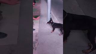 تأهيل الجرو للحراسة dogs dogs dogslover doglovers dogslovers puppy puppies doggers [upl. by Etselec]