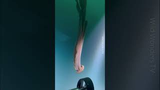 incredible Phantom Jellyfish Discovered In The Deep Sea science nature wildwonders [upl. by Aceber]