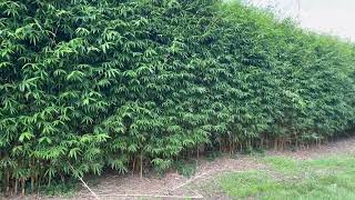 Huge Bamboo Hedges Makes an Incredible Living Screen garden treeplanting palms trees [upl. by Naugal]