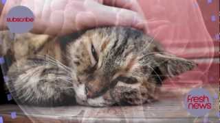 Cat Parasite Toxoplasma Gondii can Enter the Human Brain [upl. by Lelah788]