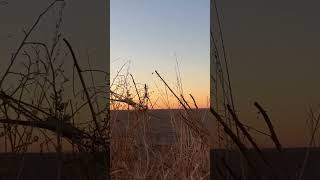 SandHill Crane hunt [upl. by Owen]