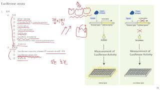 라이브 랩미팅 57 Luciferase assay [upl. by Ellwood56]